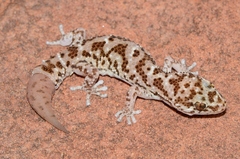 Pachydactylus capensis