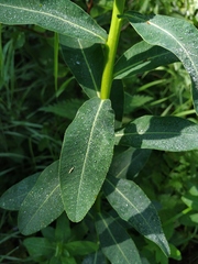 Euphorbia tauricola