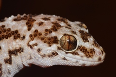 Pachydactylus capensis