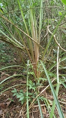 Bromelia balansae