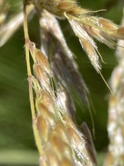 Miscanthus ecklonii