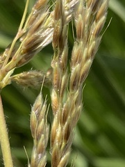 Miscanthus ecklonii