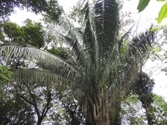 Attalea rostrata