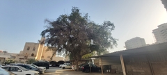Ziziphus jujuba