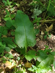 Bistorta officinalis