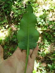 Bistorta officinalis