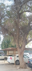 Ziziphus jujuba