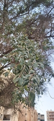 Ziziphus jujuba