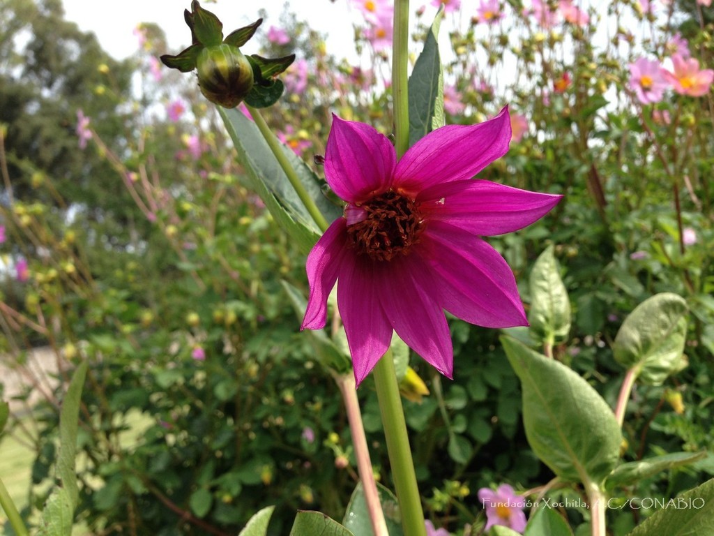 Dalia