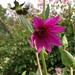 Dahlia purpusii - Photo (c) conabio_bancodeimagenes, some rights reserved (CC BY-NC-ND), uploaded by conabio_bancodeimagenes