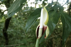 Philodendron anisotomum