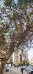 Ziziphus jujuba