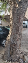 Ziziphus jujuba