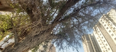 Ziziphus jujuba