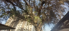Ziziphus jujuba