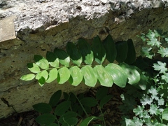 Polygonatum latifolium