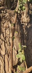 Ziziphus jujuba