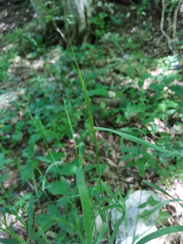 Elymus caninus iNat (3)