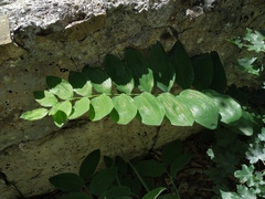 Polygonatum latifolium