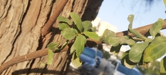 Ziziphus jujuba