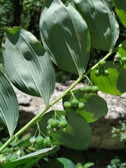 Polygonatum latifolium