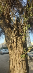 Ziziphus jujuba