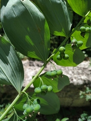Polygonatum latifolium
