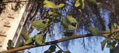 Ziziphus jujuba