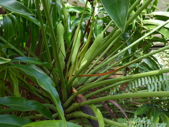 Thaumatophyllum spruceanum