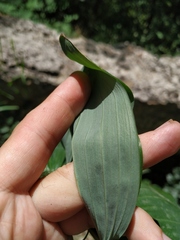 Polygonatum latifolium
