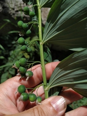 Polygonatum latifolium