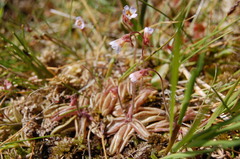 Pinguicula lusitanica