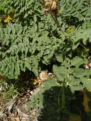 Psephellus declinatus