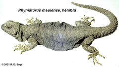 Phymaturus loboi