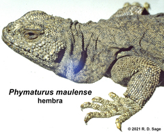 Phymaturus loboi