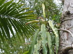 Philodendron bonifaziae