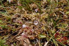 Pinguicula lusitanica