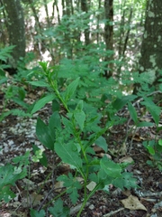 Solidago virgaurea taurica