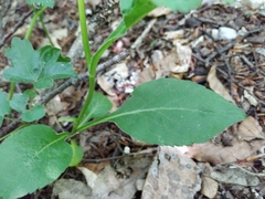 Solidago virgaurea taurica