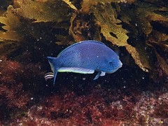 Anampses geographicus