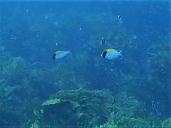 Chromis klunzingeri