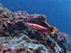 Pseudolabrus biserialis