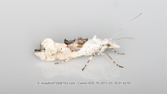 Ypsolopha asperella