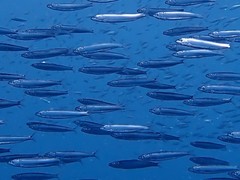 Smoothbelly Sardinella photo 2