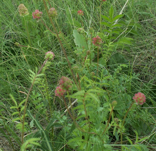 Petit Sanguisorbe 4