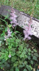 Astilbe rubra