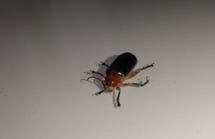 Cacoscelis marginata