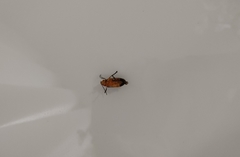 Cacoscelis marginata