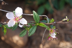 Prunus pogonostyla