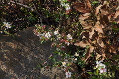 Prunus pogonostyla